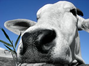 vache.jpg