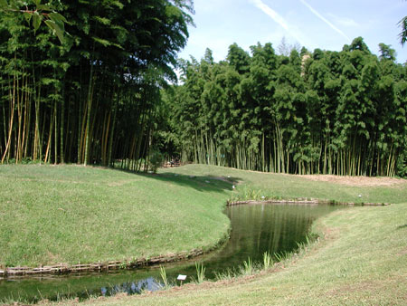 bambouslagune.jpg
