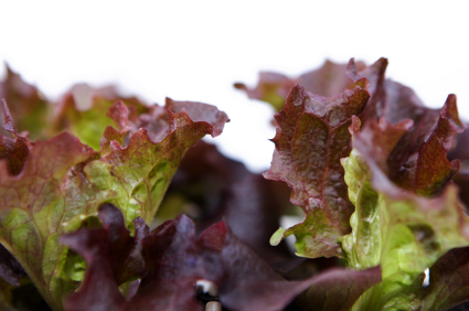 salade.jpg