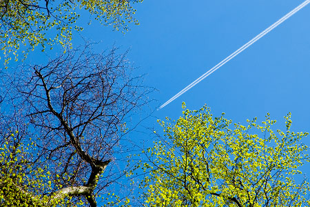 avion-arbre.jpg