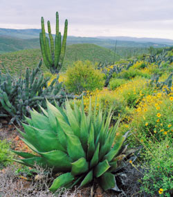 agave-mexico-s.jpg
