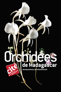 orchidees-madagascar.jpg