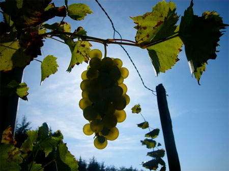 vin-bio-vigne.jpg