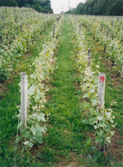 vignes-chmpagne.jpg