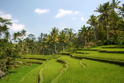 riziculture-istock_000005149944small490.jpg