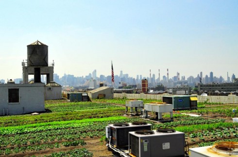 Photo: Brooklyn Grange Farm