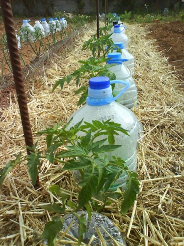 Irrigation solaire tomates