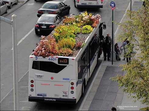 LargeBusRoots