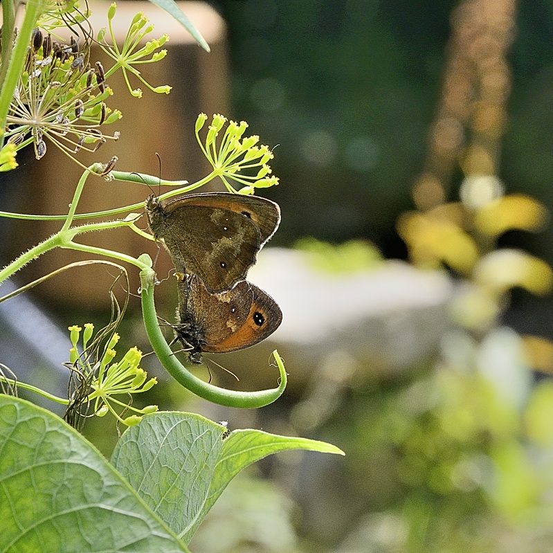 _DSC9543-papillon