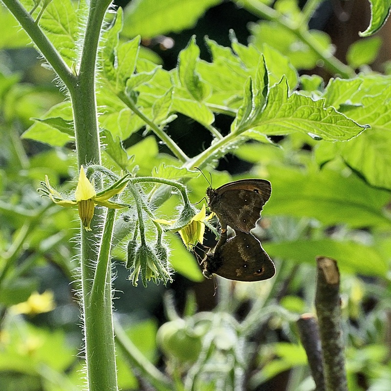 _DSC9544-papillons