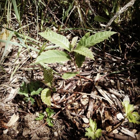 Un chataîgner pour 2050 : plantation ecolopop !