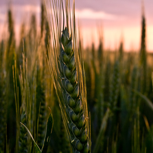 Taxe sur les semences agricoles : pour qui travaillent  nos élus ?