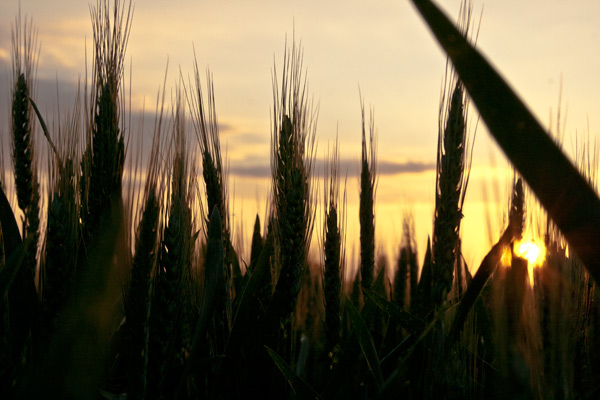 Politique agricole Commune : la voix des associations