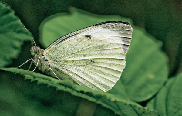 Rapport : aides publiques dommageables à la biodiversité