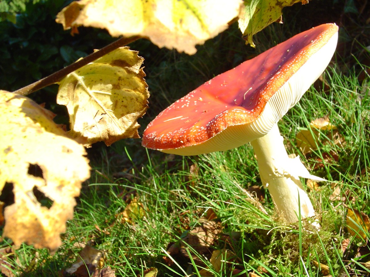 Champignons du Nevet