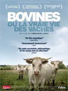 Bovines : un autre regard sur les vaches