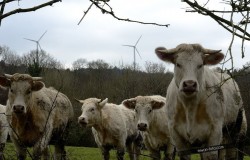 Bretagne : l’éolien fournit 50% de la production totale en 2011