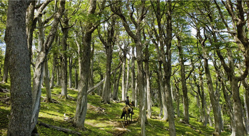 Une campagne de reboisement de la Patagonie Chilienne