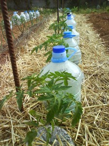 Irrigation solaire au goutte à goutte : une technique gratuite à la portée de tous