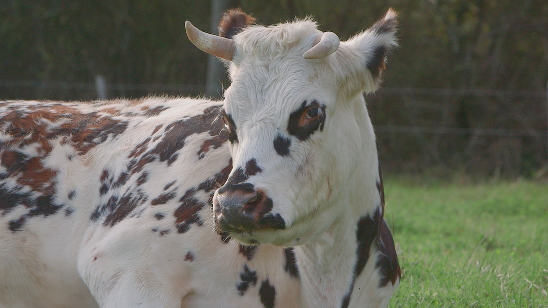 Patrice Gérard – Le veau, la vache et le territoire. Petit précis de biodynamie