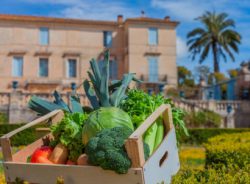 Montpellier : la permaculture citadine fait sa première saison au château de Flaugergues