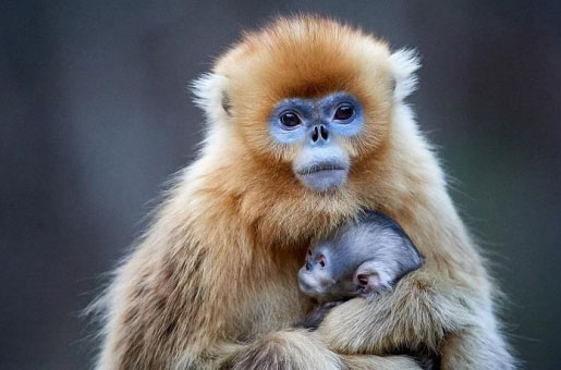 Expo Photo : Philippe Ricordel, Espèces rares de  primates en danger